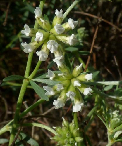 Prostrate Canary Clover Bonsai