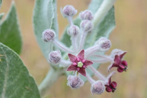 California Milkweed Bonsai