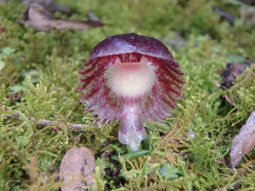 Veined Helmet-Orchid