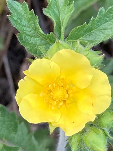 Big-flower Cinquefoil