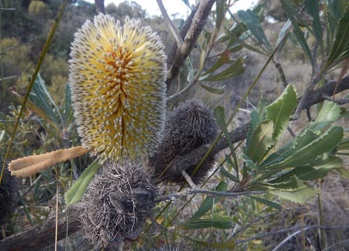 Desert Banksia Bonsai