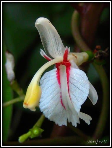 Gagnep Flower (Misidentified as Bonsai)