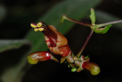 Aeschynanthus acuminatus
