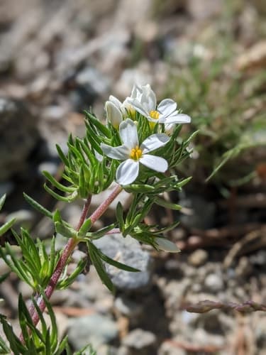 Nuttall's Linanthus