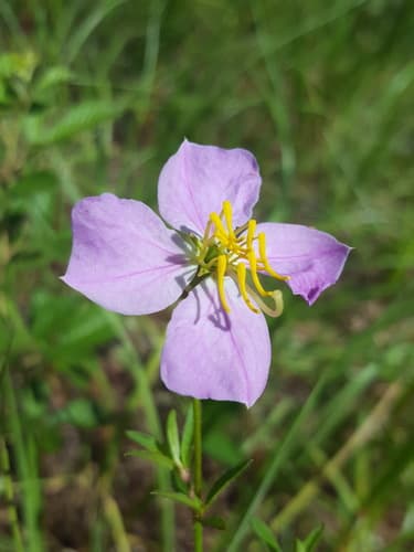 Maryland Meadowbeauty (Herbaceous Plant)