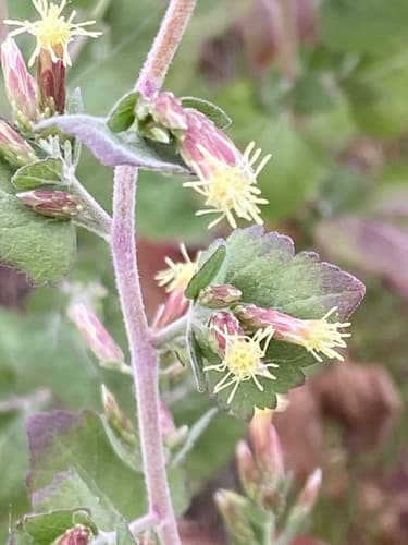 California Brickellbush Bonsai