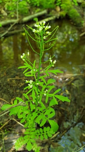 Pennsylvania Bittercress