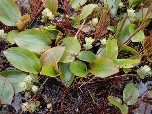 Bog Pondweed Bonsai