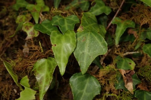 Japanese Ivy