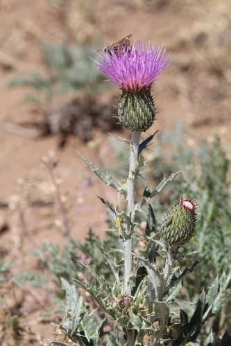Wavyleaf Thistle