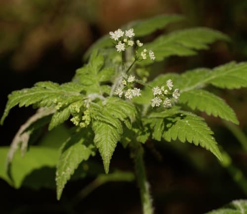 Hairy Sweet Cicely