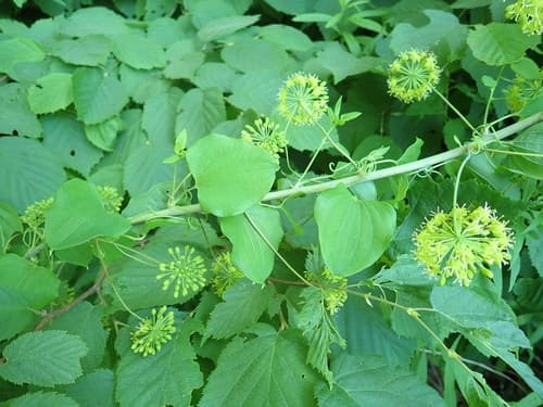 Smooth Carrionflower