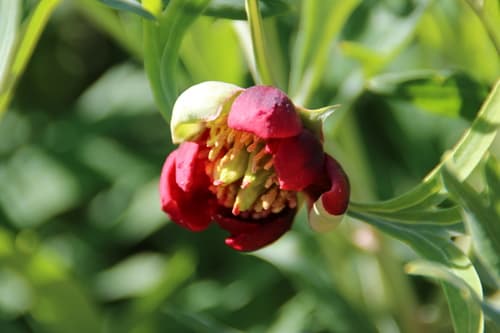 California Peony Bonsai