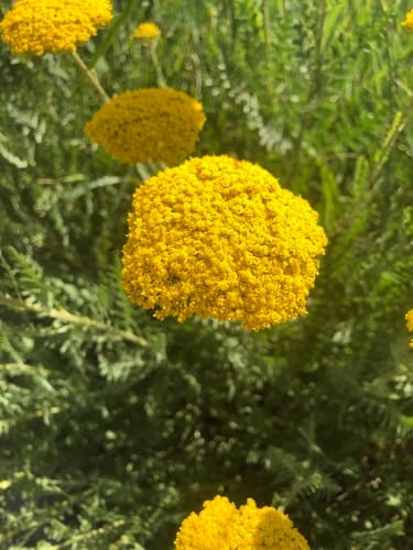 Fern-leaf Yarrow Specimen