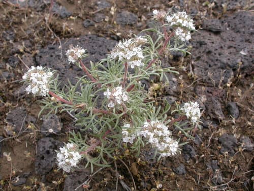 Ballhead Ipomopsis (Wild Plant)