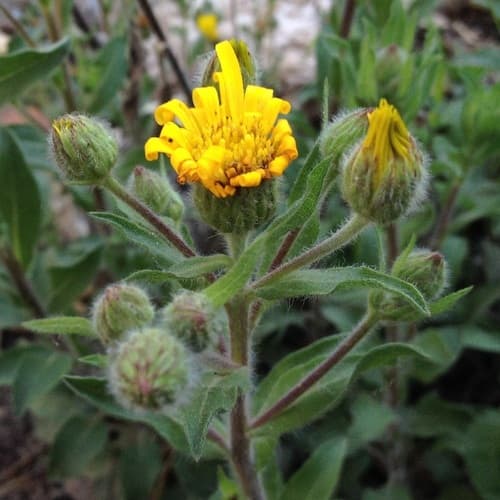 Shimpaku Juniper Bonsai