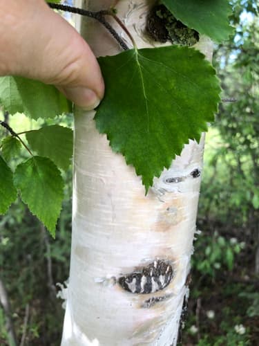 Alaska Paper Birch