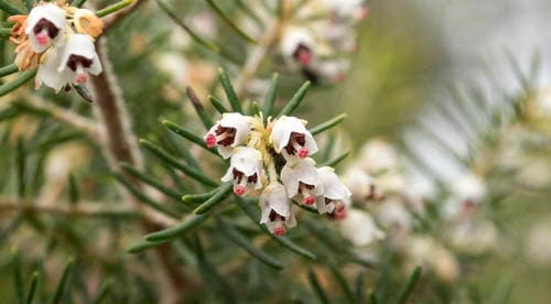 Canary Tree Heath Bonsai