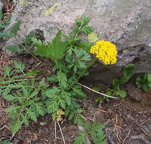 Alpine False Springparsley Bonsai