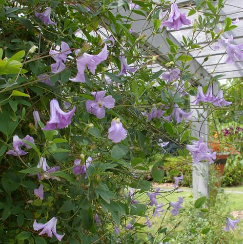 Italian Clematis