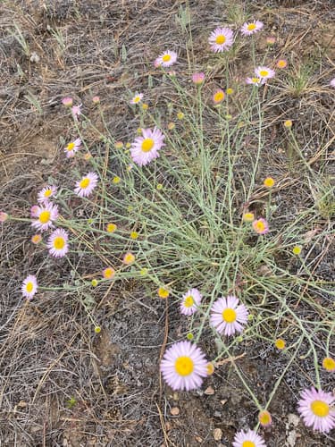 thread-leaf fleabane