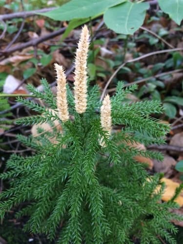prickly tree-clubmoss