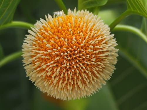 Burflower-tree Bonsai