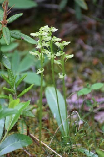 Blunt-leaved Rein Orchid