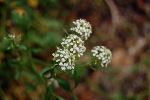 Mountain Pepperweed Bonsai