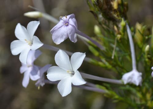 Flaxflowered Ipomopsis