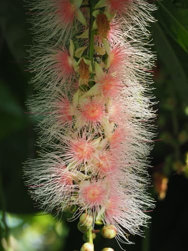 Brackishwater Mangrove Bonsai