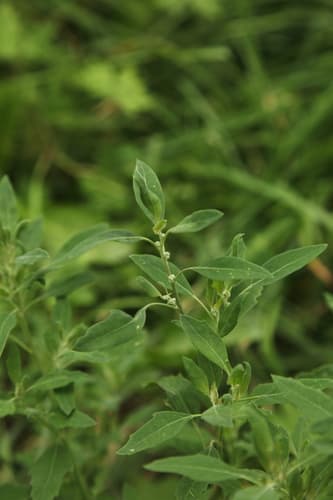 Striped Goosefoot Bonsai