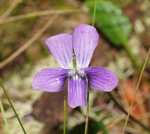 Mountain Violet