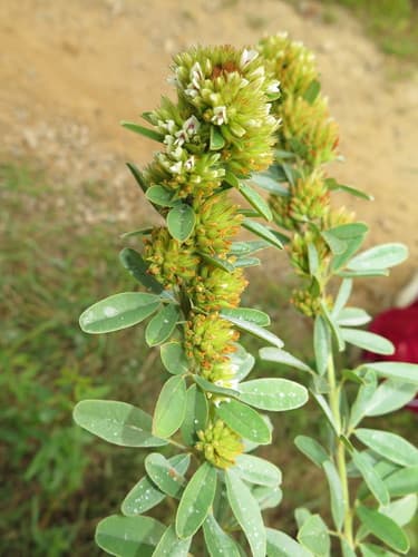 Round-headed Bush Clover