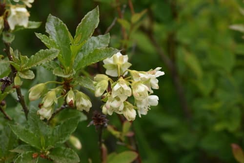 White-flowered Rhododendron