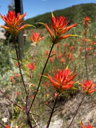 Wyoming Paintbrush