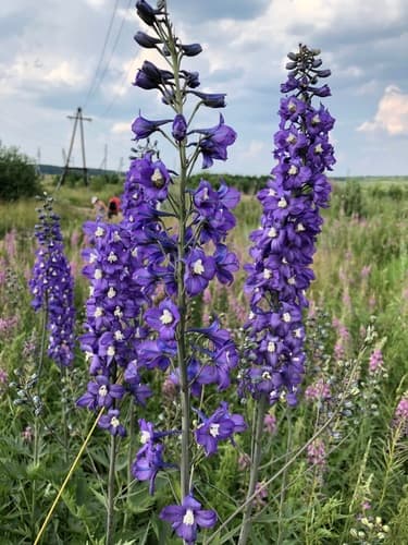 garden delphinium