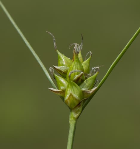Few-seeded Sedge