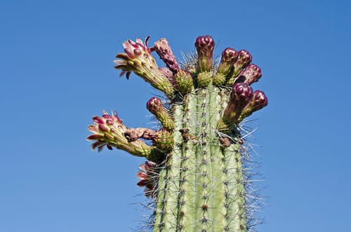 Organ Pipe Cactus