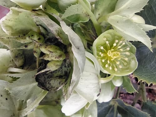 Corsican Hellebore