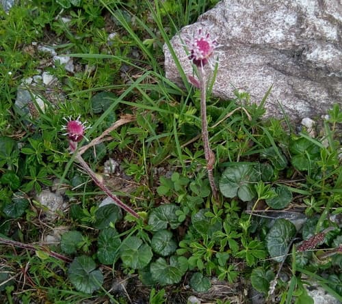Alpine coltsfoot