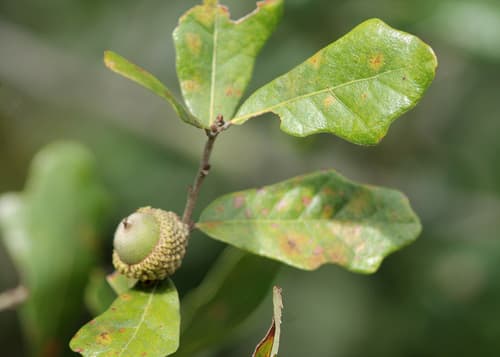 Chapman's Oak Bonsai