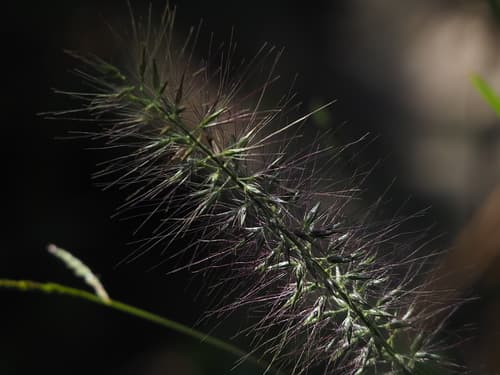 Chinese Pennisetum