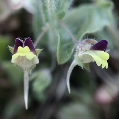 Sharp-leaved Fluellen