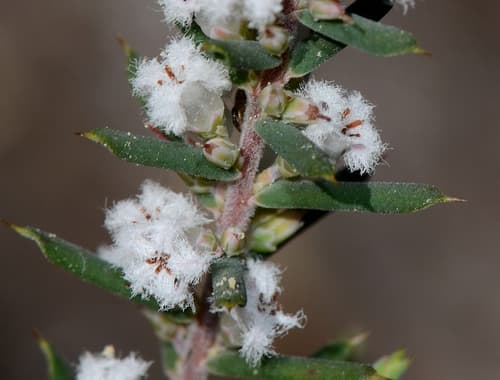 Bearded Heath