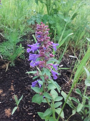 Nodding Dragon's Head