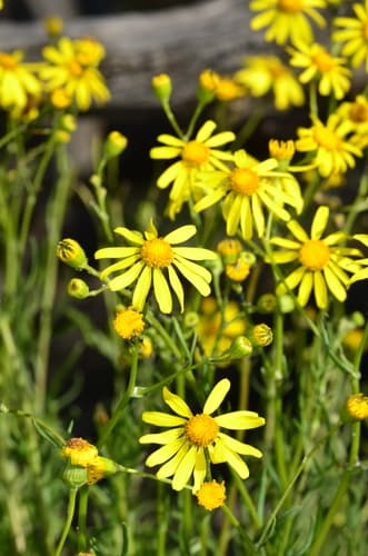 Pinnate-leaved Groundsel Bonsai