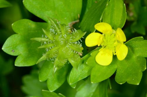 Rough-fruited buttercup