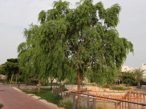 Indian Mesquite Bonsai