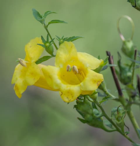 Large-flowered False Foxglove Bonsai